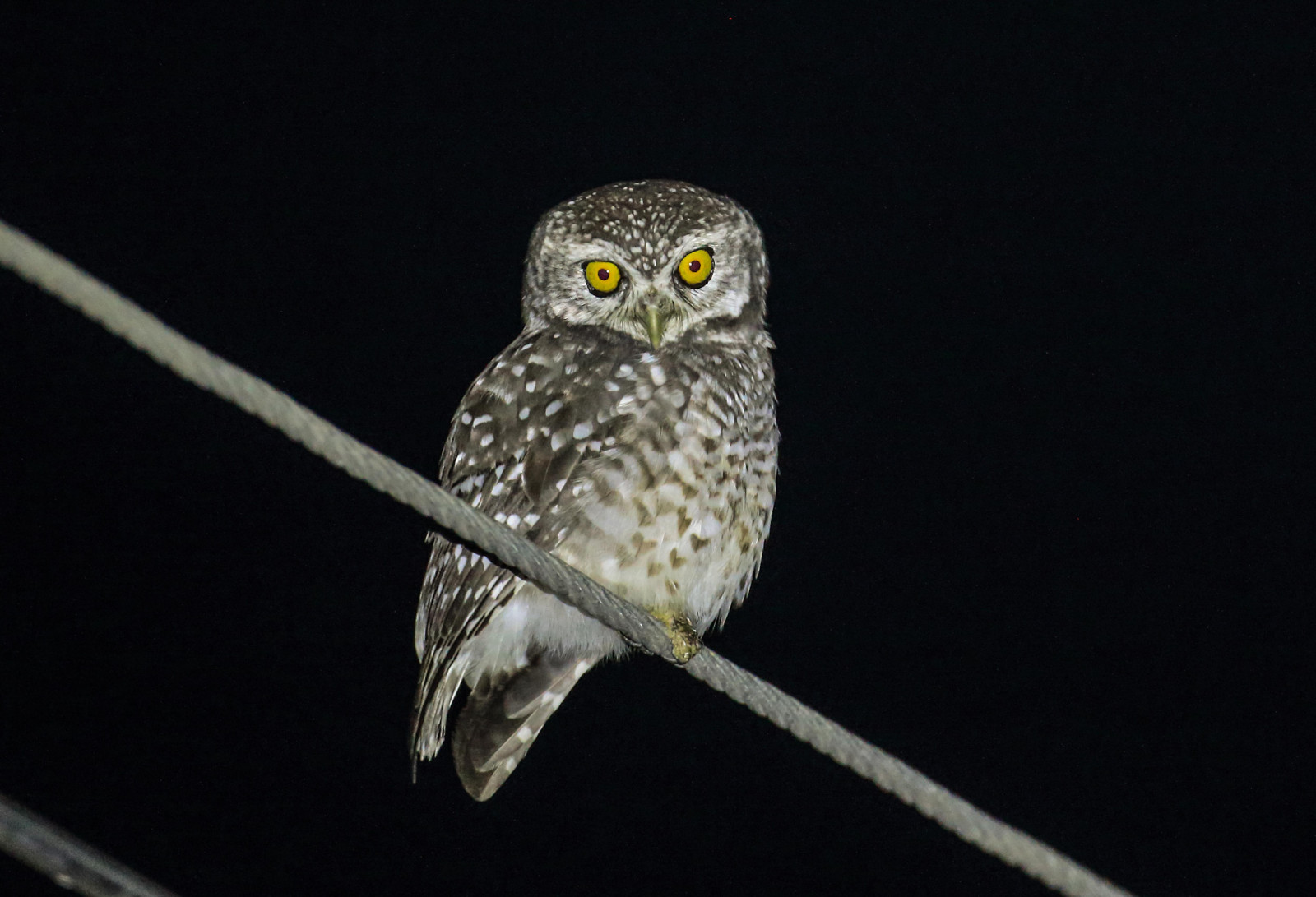 image Spotted Owlet